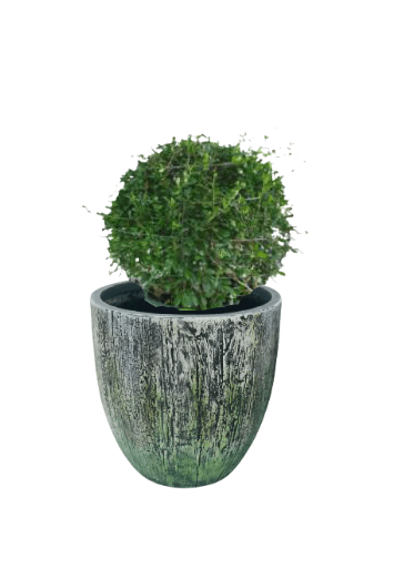 Ehretia Ball with pot (+20 Pot Option) - Image 6