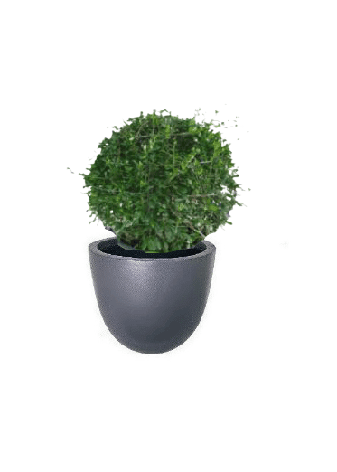 Ehretia Ball with pot (+20 Pot Option) - Image 5