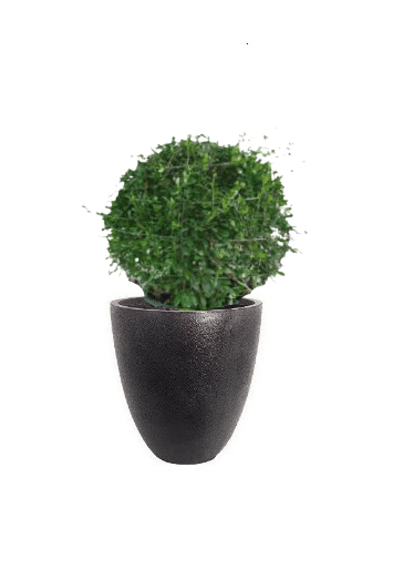 Ehretia Ball with pot (+20 Pot Option) - Image 4