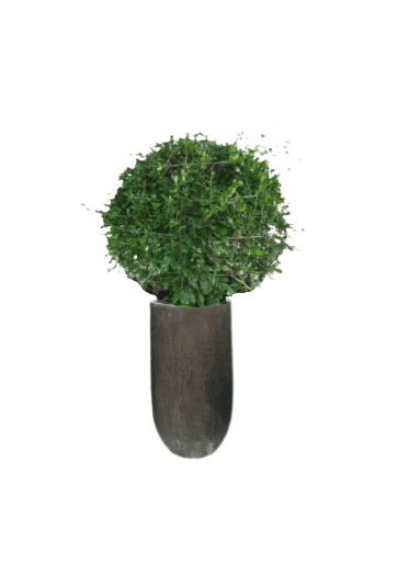 Ehretia Ball with pot (+20 Pot Option)