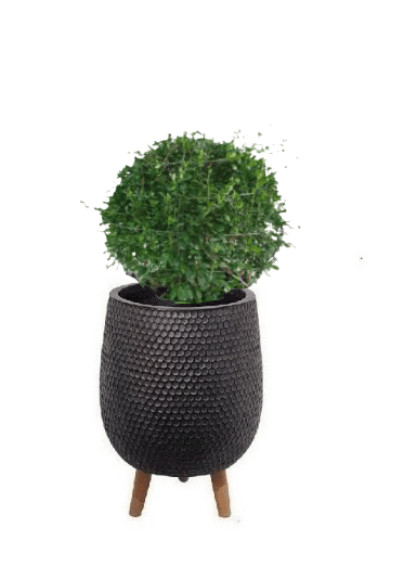 Ehretia Ball with pot (+20 Pot Option) - Image 19