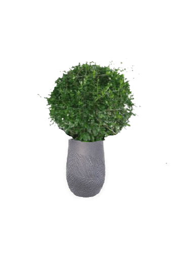 Ehretia Ball with pot (+20 Pot Option) - Image 17