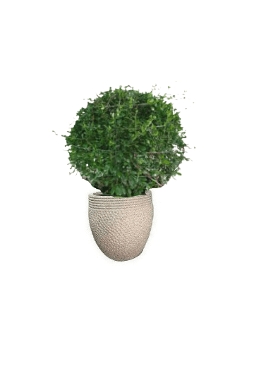 Ehretia Ball with pot (+20 Pot Option) - Image 15