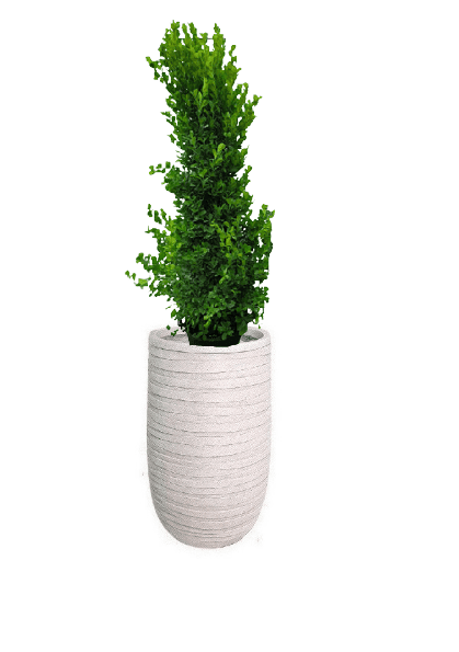 Ficus panda Cone Shape with pot (+20 Pot Option) - Image 18