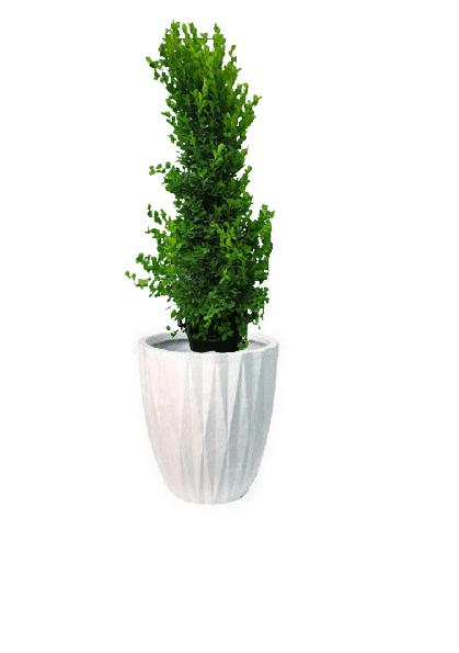 Ficus panda Cone Shape with pot (+20 Pot Option) - Image 15