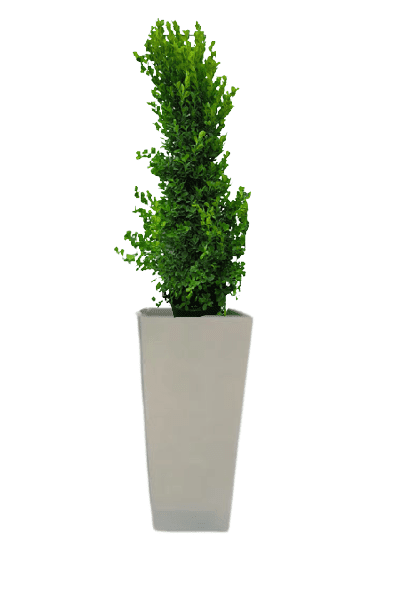 Ficus panda Cone Shape with pot (+20 Pot Option) - Image 14