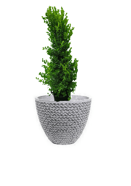 Ficus panda Cone Shape with pot (+20 Pot Option) - Image 13