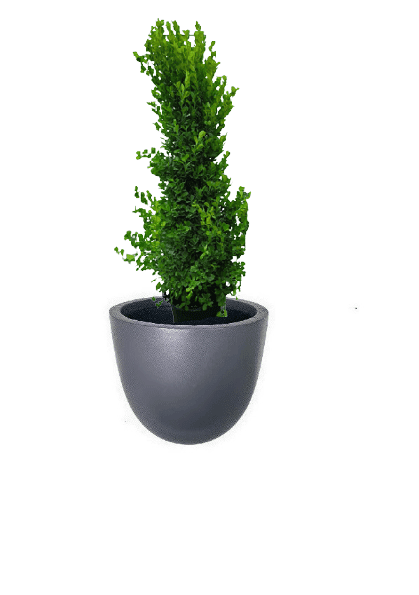 Ficus panda Cone Shape with pot (+20 Pot Option) - Image 12