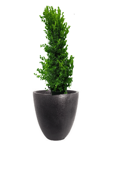 Ficus panda Cone Shape with pot (+20 Pot Option) - Image 11