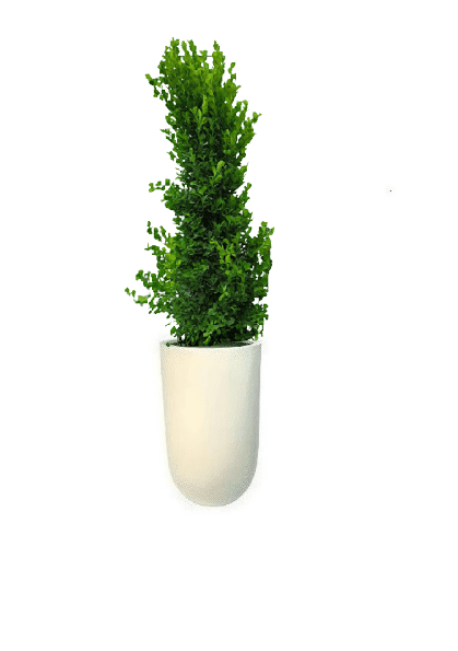 Ficus panda Cone Shape with pot (+20 Pot Option) - Image 10