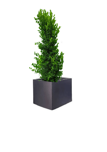 Ficus panda Cone Shape with pot (+20 Pot Option) - Image 9