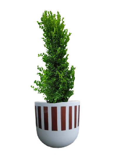 Ficus panda Cone Shape with pot (+20 Pot Option) - Image 6