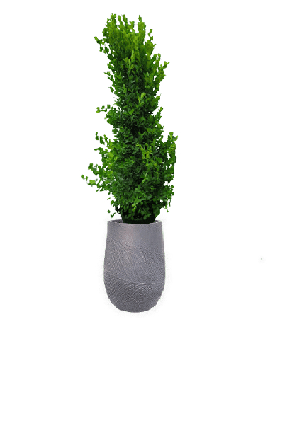 Ficus panda Cone Shape with pot (+20 Pot Option) - Image 19