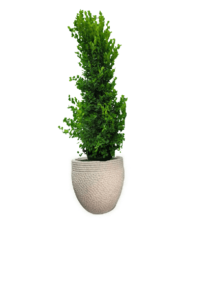 Ficus panda Cone Shape with pot (+20 Pot Option) - Image 20