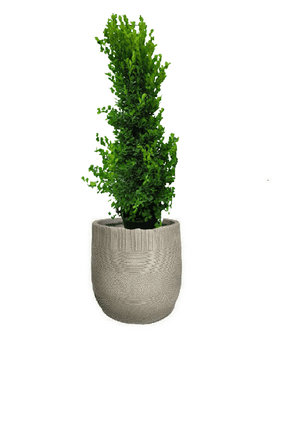 Ficus panda Cone Shape with pot (+20 Pot Option) - Image 21