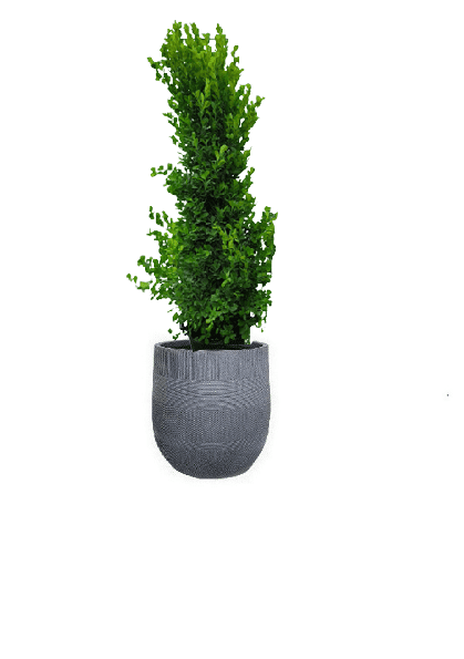 Ficus panda Cone Shape with pot (+20 Pot Option) - Image 17