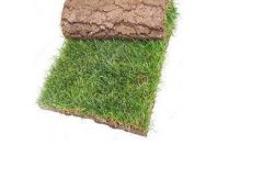 Natural Paspalum grass