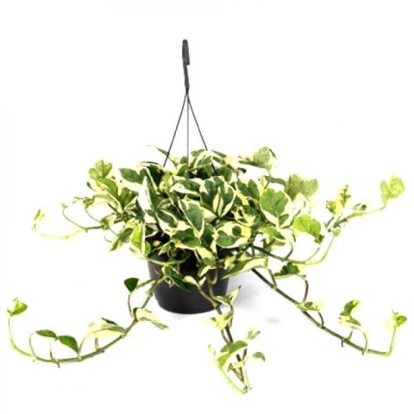 Hanging money plant Verigated
