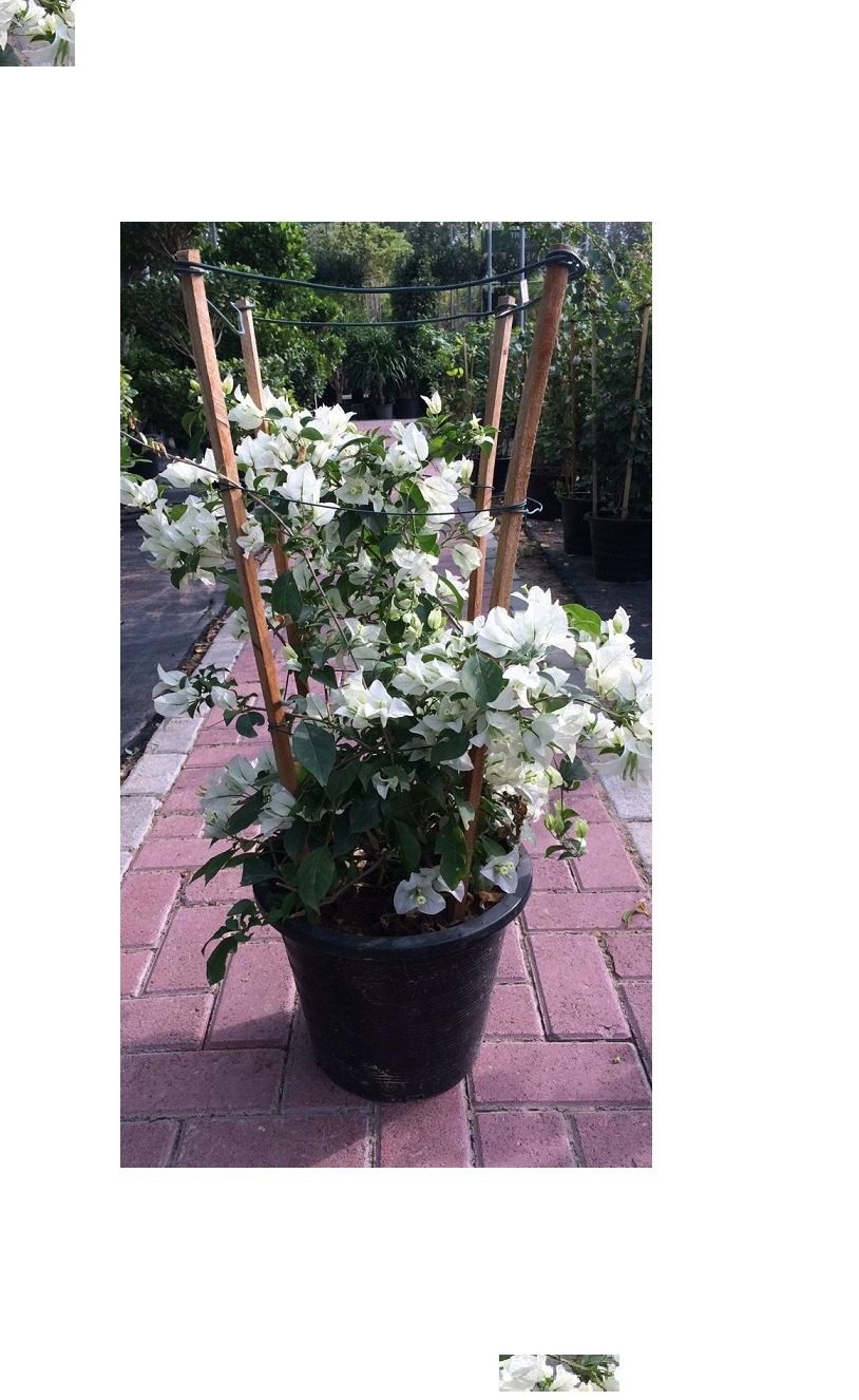 Bougainvillea 4 stick