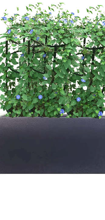 Jacquemontia Reclinata with pot (+20 Pot Option)