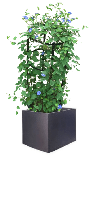 Jacquemontia Reclinata with pot (+20 Pot Option) - Image 24