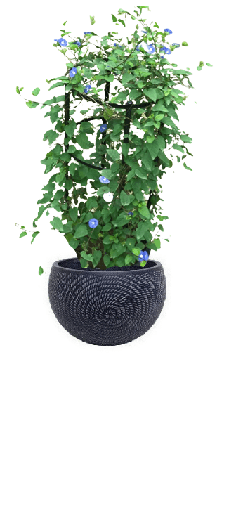 Jacquemontia Reclinata with pot (+20 Pot Option) - Image 10