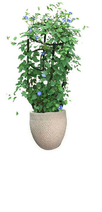 Jacquemontia Reclinata with pot (+20 Pot Option) - Image 11