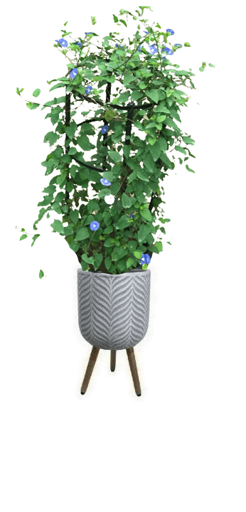 Jacquemontia Reclinata with pot (+20 Pot Option) - Image 12