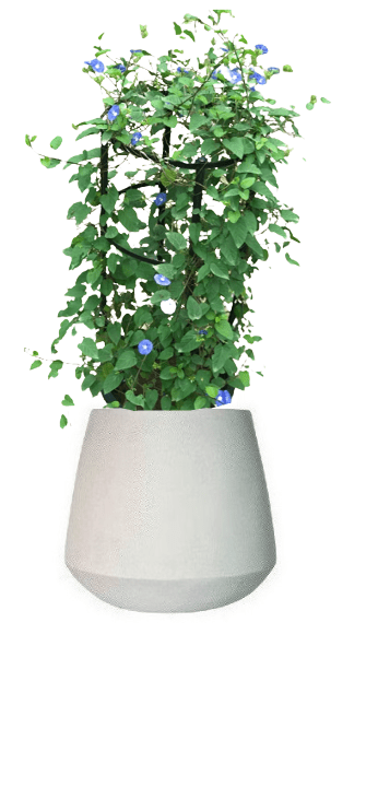 Jacquemontia Reclinata with pot (+20 Pot Option) - Image 13