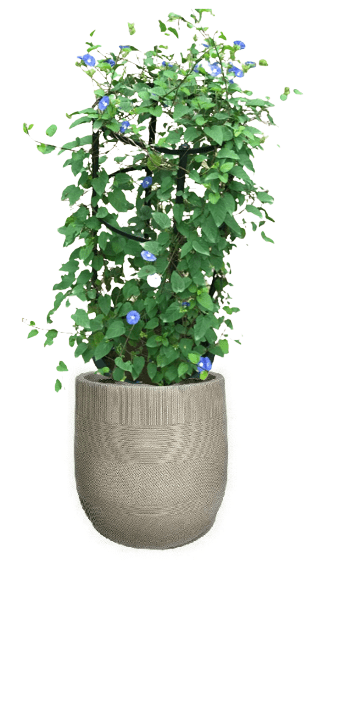 Jacquemontia Reclinata with pot (+20 Pot Option) - Image 14