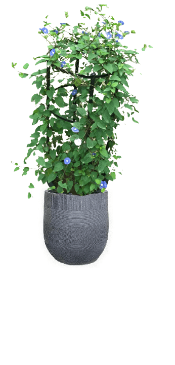 Jacquemontia Reclinata with pot (+20 Pot Option) - Image 15