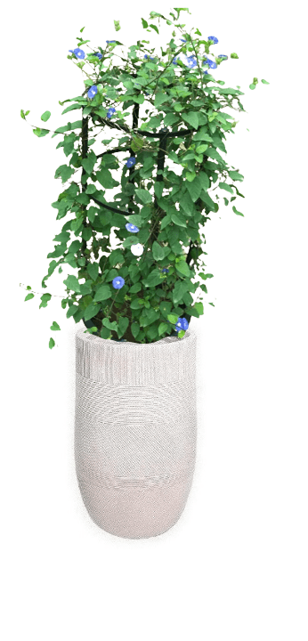 Jacquemontia Reclinata with pot (+20 Pot Option) - Image 16