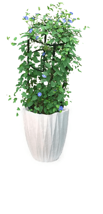 Jacquemontia Reclinata with pot (+20 Pot Option) - Image 17