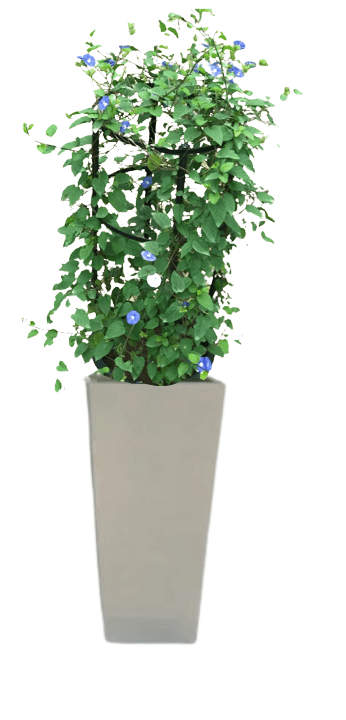 Jacquemontia Reclinata with pot (+20 Pot Option) - Image 18