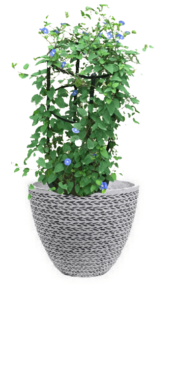 Jacquemontia Reclinata with pot (+20 Pot Option) - Image 19