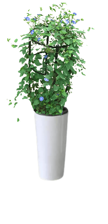 Jacquemontia Reclinata with pot (+20 Pot Option) - Image 2