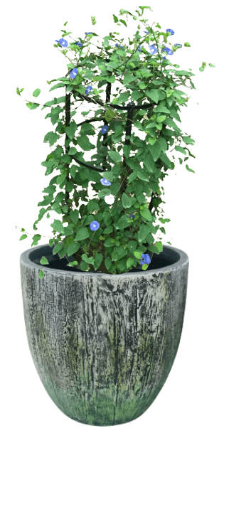 Jacquemontia Reclinata with pot (+20 Pot Option) - Image 20
