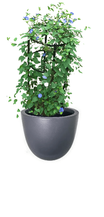 Jacquemontia Reclinata with pot (+20 Pot Option) - Image 21