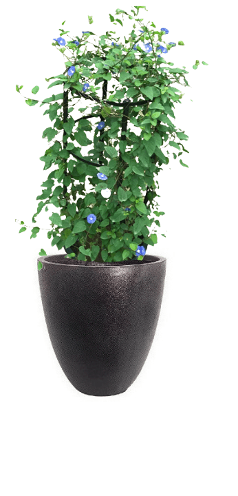 Jacquemontia Reclinata with pot (+20 Pot Option) - Image 22