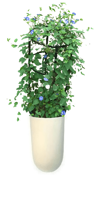 Jacquemontia Reclinata with pot (+20 Pot Option) - Image 23