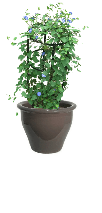 Jacquemontia Reclinata with pot (+20 Pot Option) - Image 3