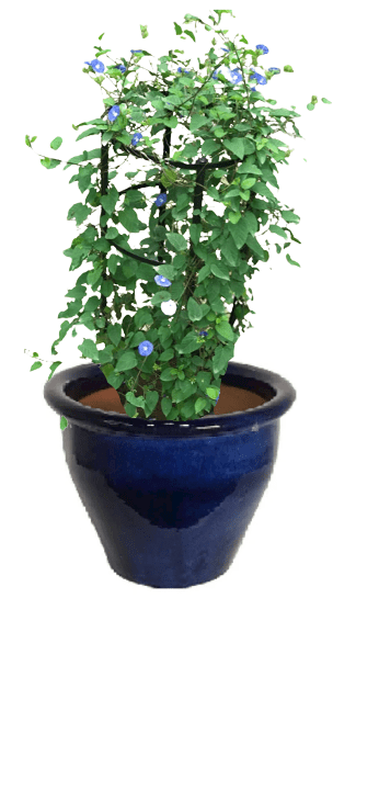 Jacquemontia Reclinata with pot (+20 Pot Option) - Image 4