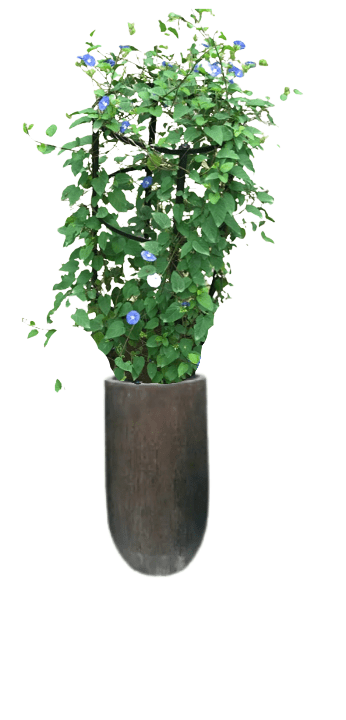 Jacquemontia Reclinata with pot (+20 Pot Option) - Image 5