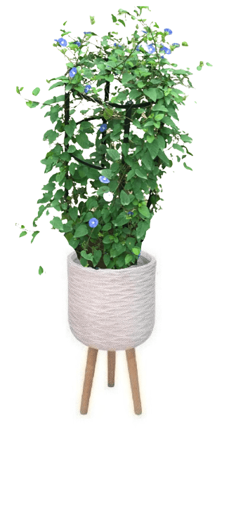 Jacquemontia Reclinata with pot (+20 Pot Option) - Image 6