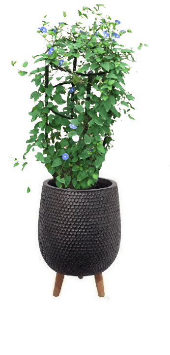 Jacquemontia Reclinata with pot (+20 Pot Option) - Image 7