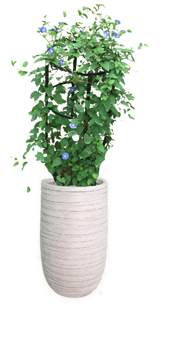 Jacquemontia Reclinata with pot (+20 Pot Option) - Image 8