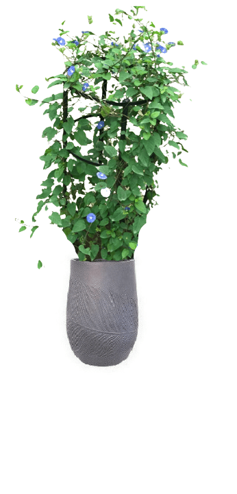 Jacquemontia Reclinata with pot (+20 Pot Option) - Image 9