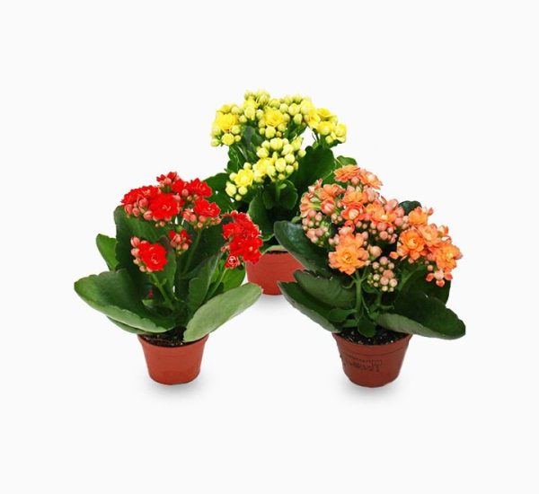 Kalanchoe Blossfeldiana