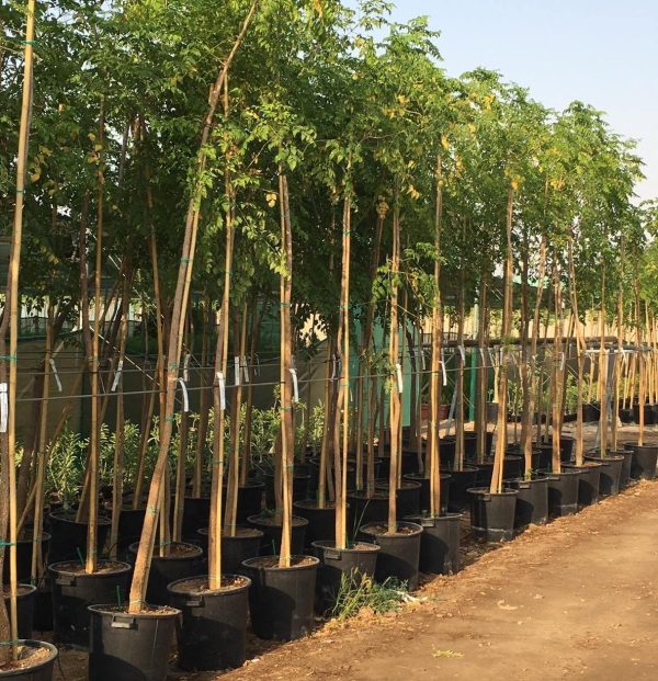 Millingtonia Hortensis “Tree Jasmine