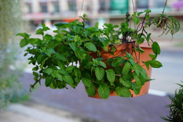 Mint Plant or Mentha Hanging